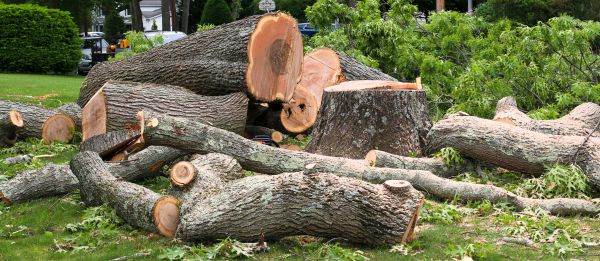 Large Tree Removal in Pleasanton