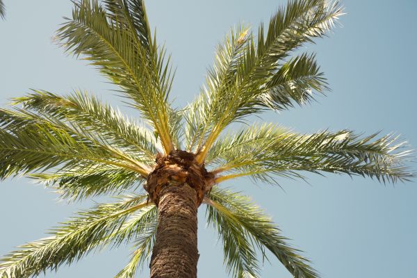 Palm Tree Removal in Pleasanton
