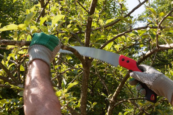 Small Tree Removal in Pleasanton