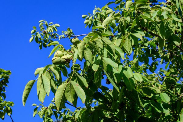 Cost of Walnut Tree Removal in Pleasanton