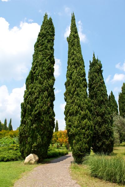 Cost of Cypress Tree Removal in Pleasanton
