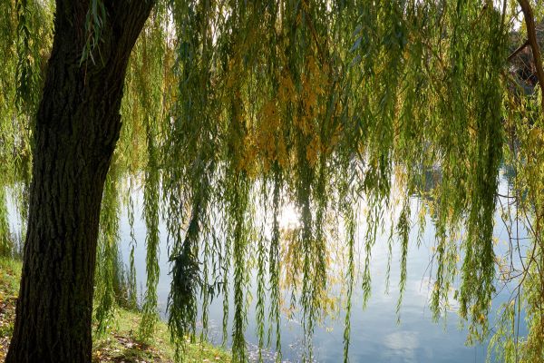 Cost of Willow Tree Removal in Pleasanton