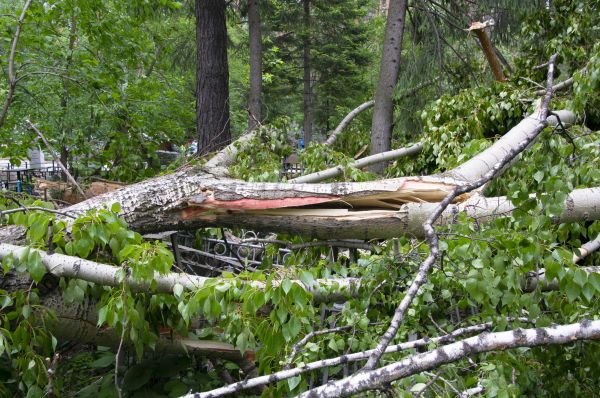 Birch Tree Removal in Pleasanton