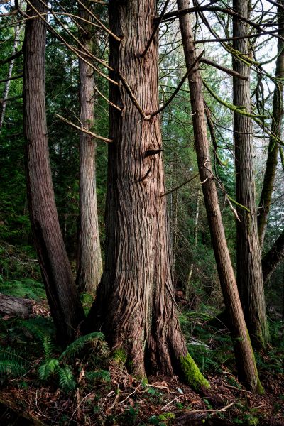Cost of Cedar Tree Removal in Pleasanton