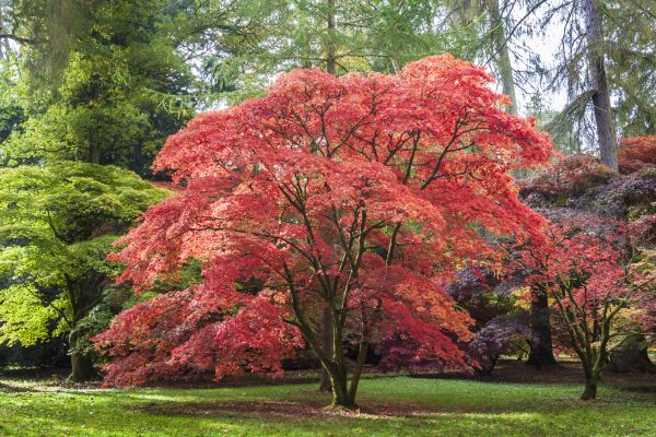 Cost of Maple Tree Removal in Pleasanton