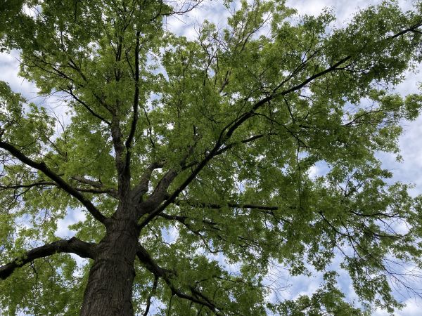 Cost of Oak Tree Removal in Pleasanton