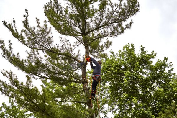 Cost of Pine Tree Removal in Pleasanton