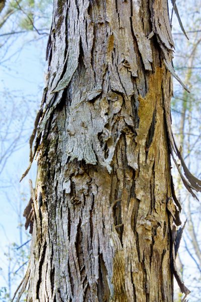 Hickory Tree Removal in Pleasanton
