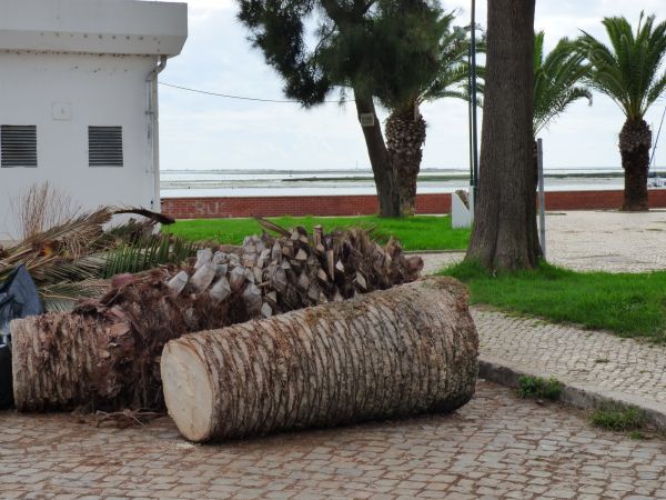 Palm Trees Removal in Pleasanton
