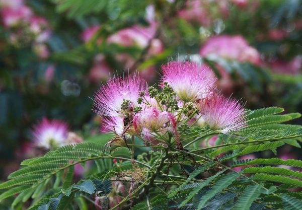 Mimosa Tree Removal in Pleasanton