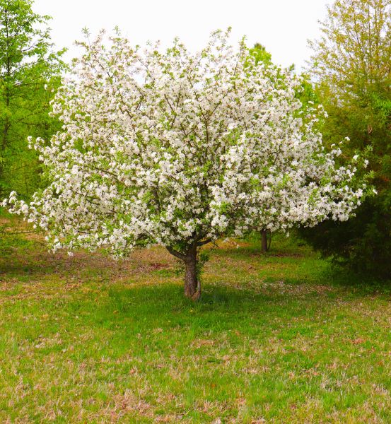 Dogwood Tree Removal in Pleasanton