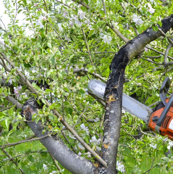 Apple Tree Removal in Pleasanton