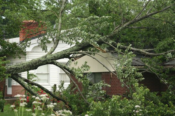Emergency Tree Removal in Pleasanton
