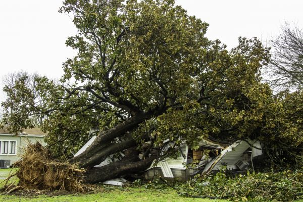 Fallen Tree Removal in Pleasanton