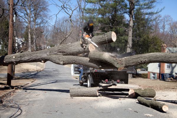Cost of Residential Tree Removal in Pleasanton