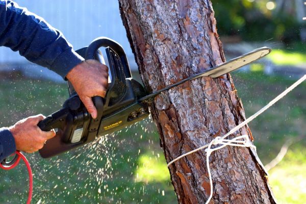 Dead Tree Removal in Pleasanton