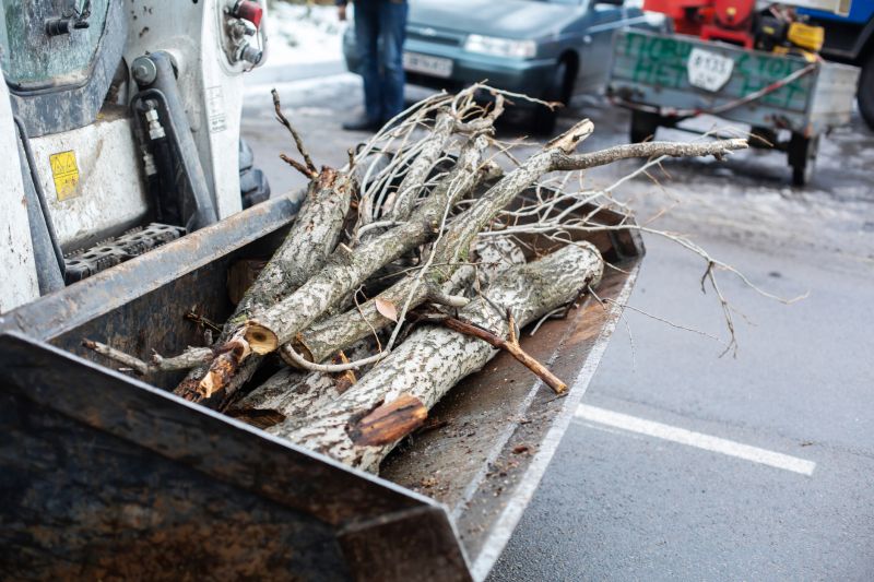 Tree Removal