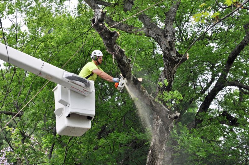 Tree Felling in Progress