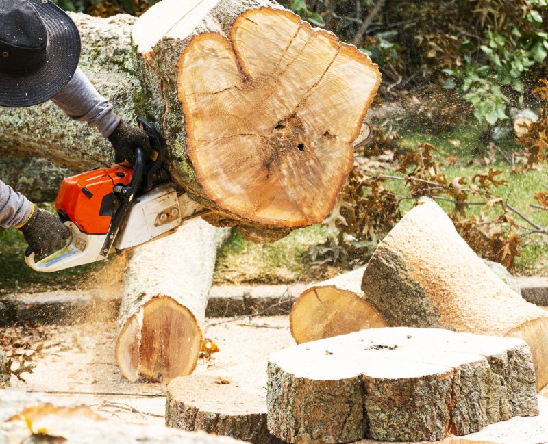 Tree Removal Process