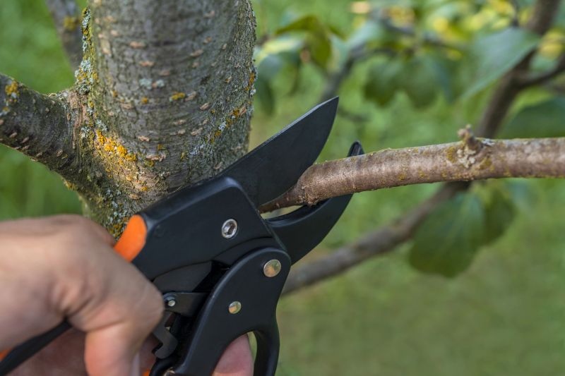 Seasonal Tree Care