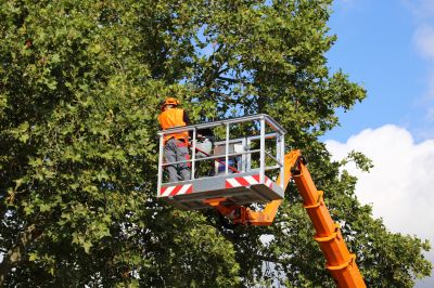 Professional Tree Services