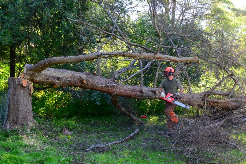 Fall Tree Removals
