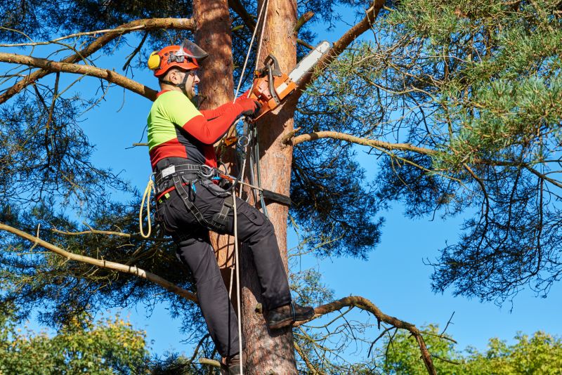 Who Does Tree Removals