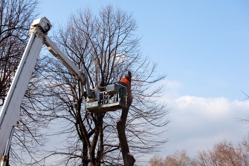 Who Does Tree Removals