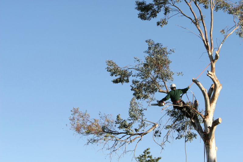 Who Does Tree Removals